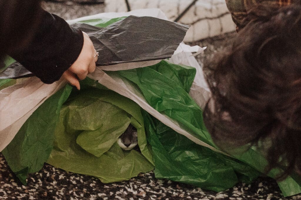 A photo of a cat hiding in a pile of tissue paper. Just the cat's nose is poking out as two people try to uncover it.